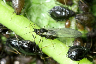 Black Cherry Aphid (Myzus cerasi)