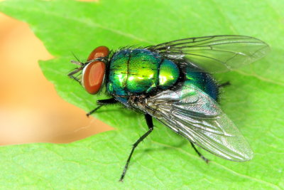 Lucilia illustris
