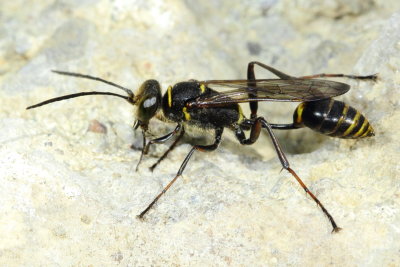 Family Sphecidae - Thread-waisted Wasps