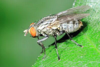 Family Sarcophagidae - Flesh Flies