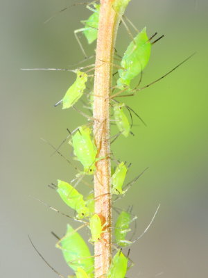 g10/55/932755/3/165794084.FxncsI6E.jpg