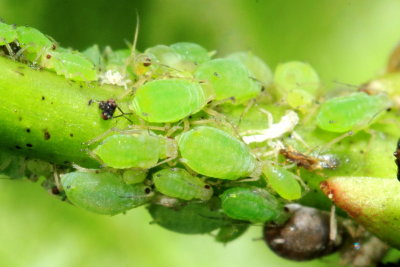 Aphis sp.