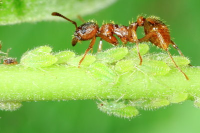 Family Aphididae - Aphids