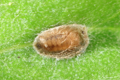 Aphidoletes sp. (Cecidomyiinae)