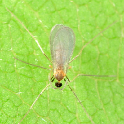 Aphidoletes sp. (Cecidomyiinae)