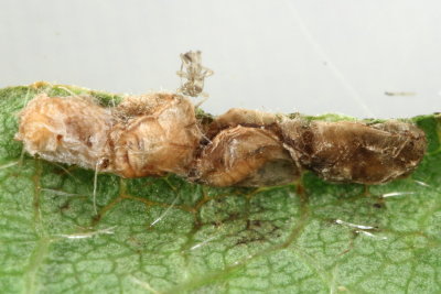Aphidoletes sp. (Cecidomyiinae)