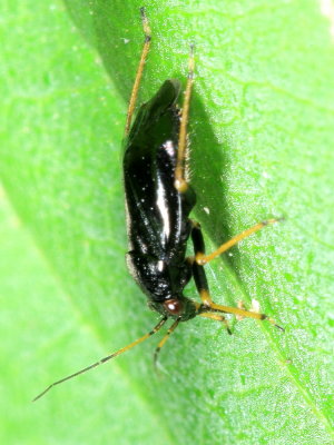Slaterocoris stygicus (Orthotylinae)