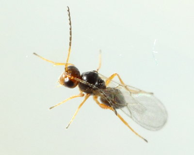 Figitidae (Charipinae)