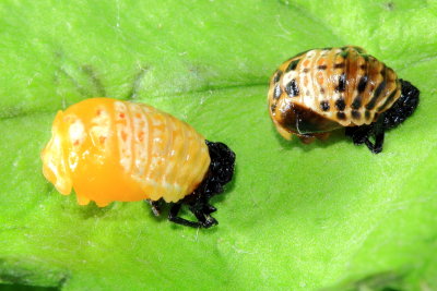 V-marked Lady Beetle (Neoharmonia venusta venusta)