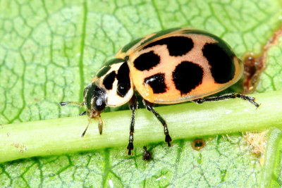 V-marked Lady Beetle (Neoharmonia venusta venusta)