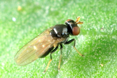 Hyadina albovenosa (Ilytheinae)