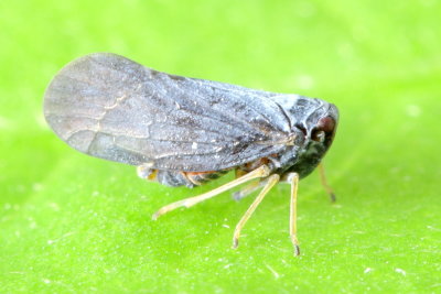 Cedusa sp., family Derbidae