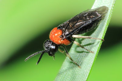 Symphyta - Sawflies, Horntails, and Wood Wasps