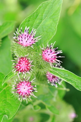 Lesser Burdock (Arctium minus)