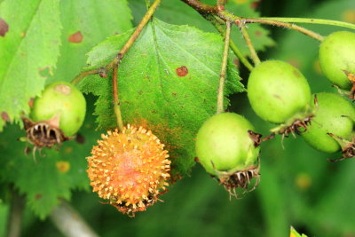 Juniper-hawthorn Rust (Gymnosporangium globosum)