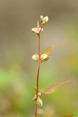 Black-bindweed (Fallopia convolvulus), family Polygonaceae