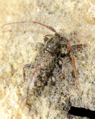 Eupogonius pauper