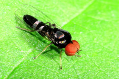 Family Platypezidae - Flat-footed Flies