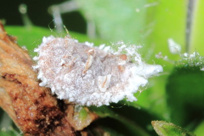 Mealybug, Pseudococcus cf., family Pseudococcidae