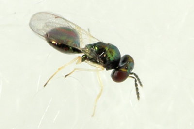 Entedoninae