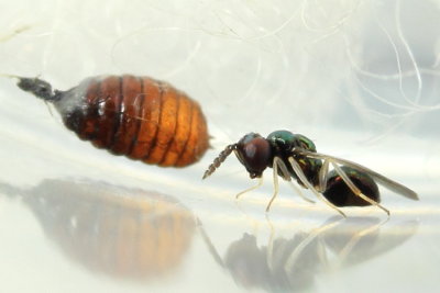 Entedoninae