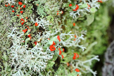 British Soldiers (Cladonia cristatella)