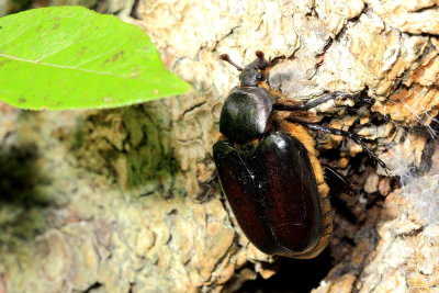 Hermit Beetle (Osmoderma eremicola)