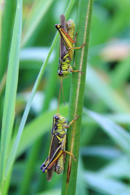 Two-striped Grasshopper (Melanoplus bivittatus)