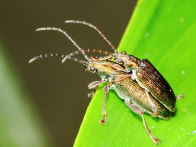 Plateumaris sp.