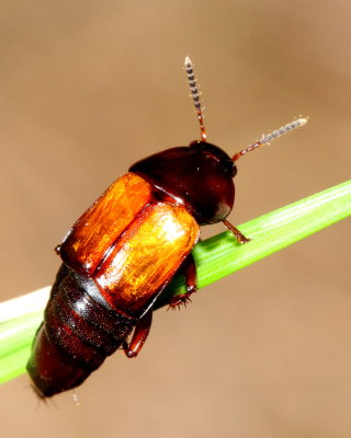 Tachinus fimbriatus