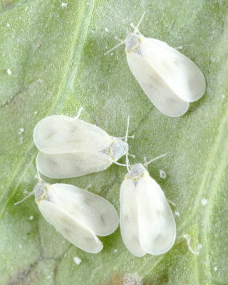 Whiteflies (Aleyrodes sp.), family Aleyrodidae