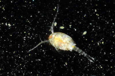 Cyclopoid copepod