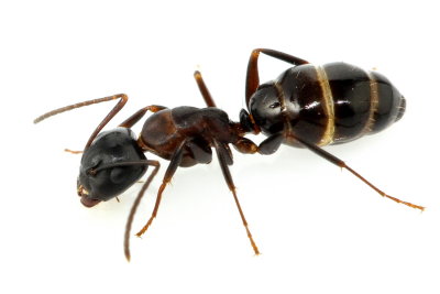 Camponotus (Myrmentoma) nearcticus