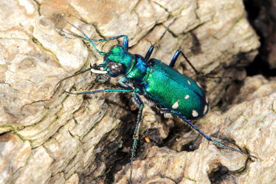 Six-spotted Tiger Beetle (Cicindela sexguttata)