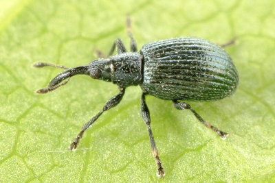 White Clover Weevil (Ischnopterapion virens)