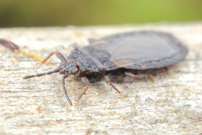 Family Aradidae - Flat Bugs