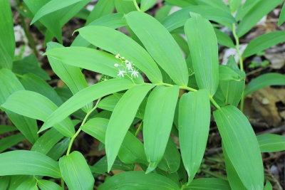 Star-flowered Solomon's Seal (Maianthemum stellatum)