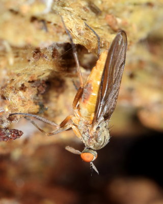 Rhamphomyia sp.
