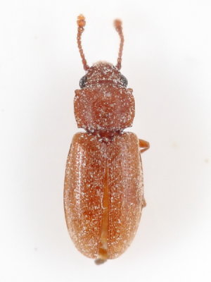 Foreign Grain Beetle (Ahasverus advena)
