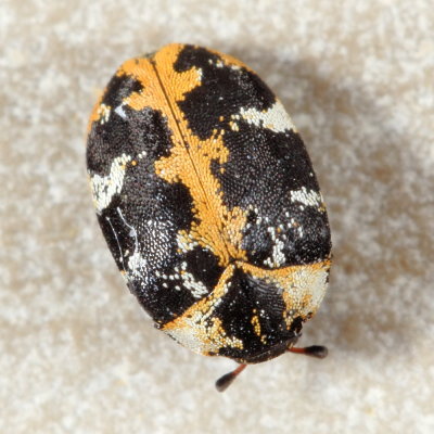 Buffalo Carpet Beetle (Anthrenus scrophulariae)