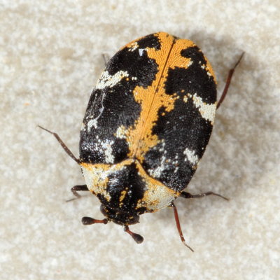 Buffalo Carpet Beetle (Anthrenus scrophulariae)