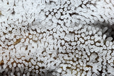 Coral Slime (Ceratiomyxa fruticulosa var. filiforme)