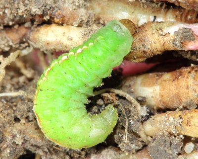 Clover Leaf Weevil (Donus zoilus)