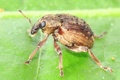 Clover Leaf Weevil (Donus zoilus)