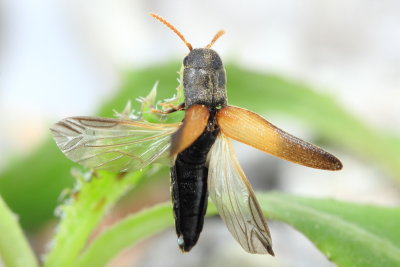 Family Eucnemidae - False Click Beetles