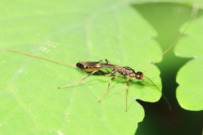 Spathius sp. (Doryctinae)