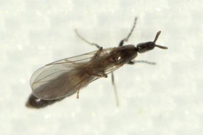 Black Scavenger Fly (Psectrosciara sp.), family Scatopsidae
