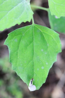 Hodges#1719 Chrysoesthia sexguttella