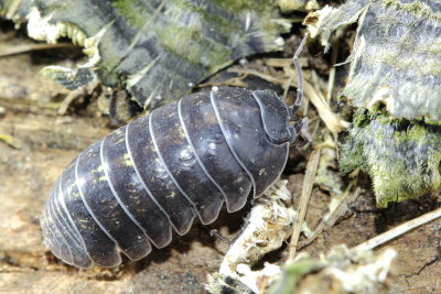 Armadillidium vulgare