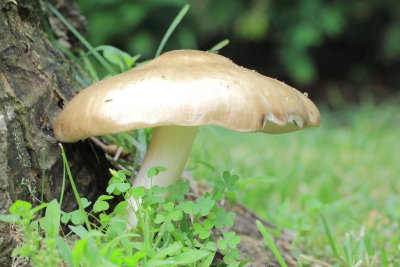 Pluteus petasatus